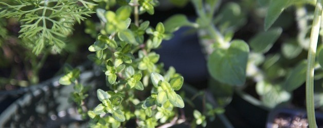 basics365: Fabulous Fresh Herbs